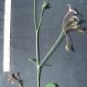 Fotografia 7 da espécie Pelargonium x fragrans do Jardim Botânico UTAD