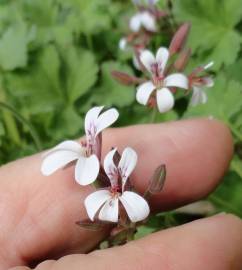 Fotografia da espécie Pelargonium x fragrans