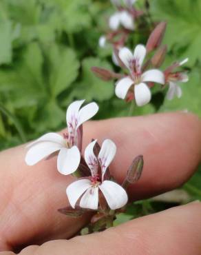 Fotografia 8 da espécie Pelargonium x fragrans no Jardim Botânico UTAD