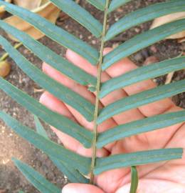 Fotografia da espécie Pteris vittata