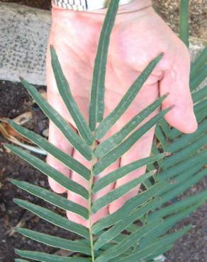 Fotografia 8 da espécie Pteris vittata no Jardim Botânico UTAD