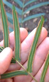 Fotografia da espécie Pteris vittata