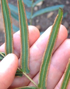 Fotografia 9 da espécie Pteris vittata no Jardim Botânico UTAD