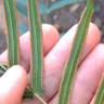 Fotografia 9 da espécie Pteris vittata do Jardim Botânico UTAD