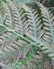 Pteris vittata