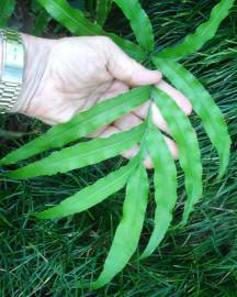 Fotografia da espécie Pteris umbrosa