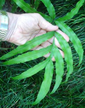 Fotografia 7 da espécie Pteris umbrosa no Jardim Botânico UTAD