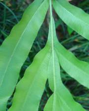 Fotografia da espécie Pteris umbrosa