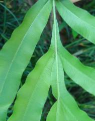 Pteris umbrosa