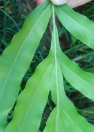 Fotografia da espécie Pteris umbrosa