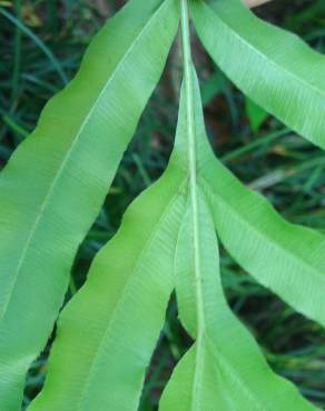 Fotografia 1 da espécie Pteris umbrosa no Jardim Botânico UTAD