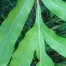 Fotografia 1 da espécie Pteris umbrosa do Jardim Botânico UTAD