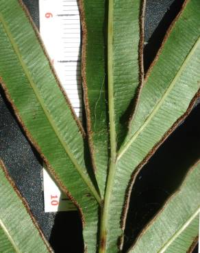 Fotografia 9 da espécie Pteris umbrosa no Jardim Botânico UTAD