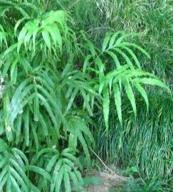 Fotografia da espécie Pteris umbrosa