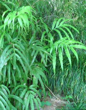 Fotografia 10 da espécie Pteris umbrosa no Jardim Botânico UTAD