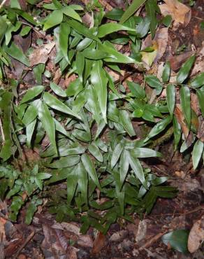 Fotografia 11 da espécie Pteris umbrosa no Jardim Botânico UTAD