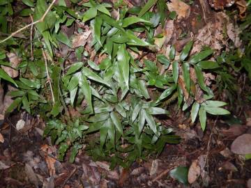 Fotografia da espécie Pteris umbrosa