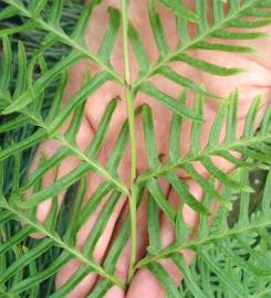 Fotografia da espécie Pteris dentata