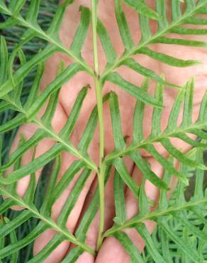 Fotografia 3 da espécie Pteris dentata no Jardim Botânico UTAD