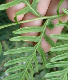 Fotografia da espécie Pteris dentata