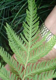 Fotografia da espécie Pteris dentata