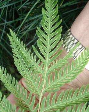 Fotografia 5 da espécie Pteris dentata no Jardim Botânico UTAD