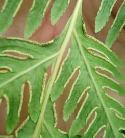 Fotografia da espécie Pteris dentata