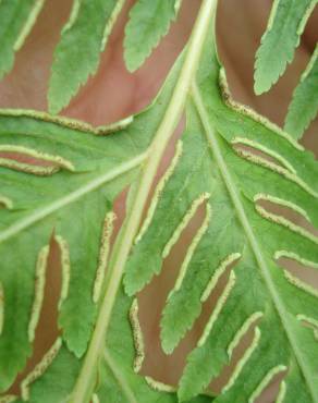 Fotografia 6 da espécie Pteris dentata no Jardim Botânico UTAD