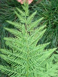 Fotografia da espécie Pteris dentata