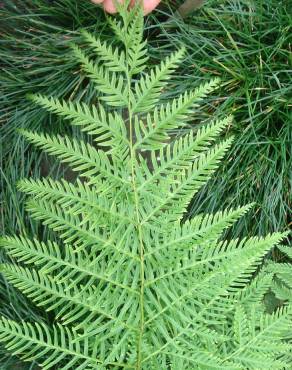 Fotografia 1 da espécie Pteris dentata no Jardim Botânico UTAD