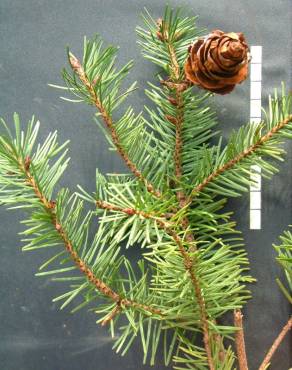 Fotografia 5 da espécie Pseudotsuga menziesii var. menziesii no Jardim Botânico UTAD