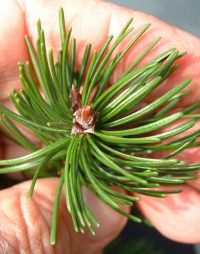 Fotografia 9 da espécie Pseudotsuga menziesii var. menziesii no Jardim Botânico UTAD