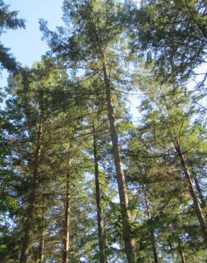 Fotografia 1 da espécie Pseudotsuga menziesii var. menziesii no Jardim Botânico UTAD