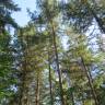 Fotografia 1 da espécie Pseudotsuga menziesii var. menziesii do Jardim Botânico UTAD