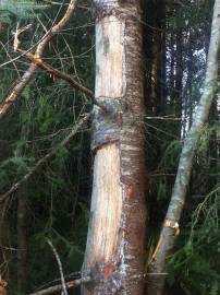 Fotografia da espécie Pseudotsuga menziesii var. menziesii