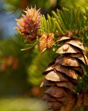 Fotografia 11 da espécie Pseudotsuga menziesii var. menziesii no Jardim Botânico UTAD