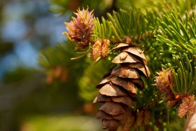 Fotografia da espécie Pseudotsuga menziesii var. menziesii