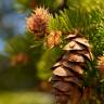 Fotografia 11 da espécie Pseudotsuga menziesii var. menziesii do Jardim Botânico UTAD