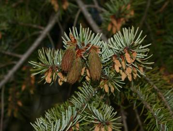 Fotografia da espécie Pseudotsuga menziesii var. menziesii