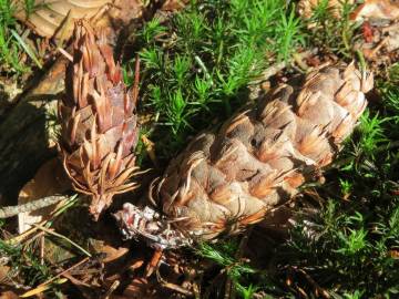 Fotografia da espécie Pseudotsuga menziesii var. menziesii