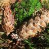 Fotografia 13 da espécie Pseudotsuga menziesii var. menziesii do Jardim Botânico UTAD