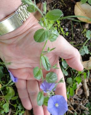 Fotografia 9 da espécie Convolvulus sabatius no Jardim Botânico UTAD