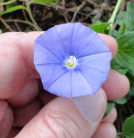 Fotografia da espécie Convolvulus sabatius