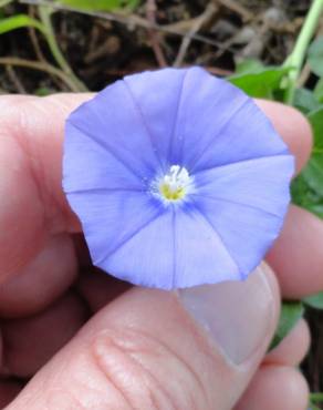 Fotografia 10 da espécie Convolvulus sabatius no Jardim Botânico UTAD