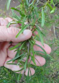 Fotografia da espécie Rhamnus lycioides subesp. oleoides