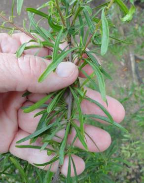 Fotografia 6 da espécie Rhamnus lycioides subesp. oleoides no Jardim Botânico UTAD