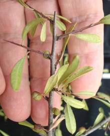 Fotografia da espécie Rhamnus lycioides subesp. oleoides