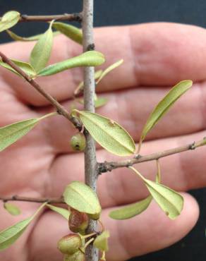 Fotografia 9 da espécie Rhamnus lycioides subesp. oleoides no Jardim Botânico UTAD