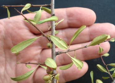 Fotografia da espécie Rhamnus lycioides subesp. oleoides