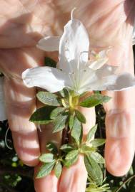 Fotografia da espécie Rhododendron mucronulatum